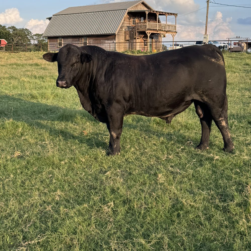 Black bull standing in pasture in front of the barn