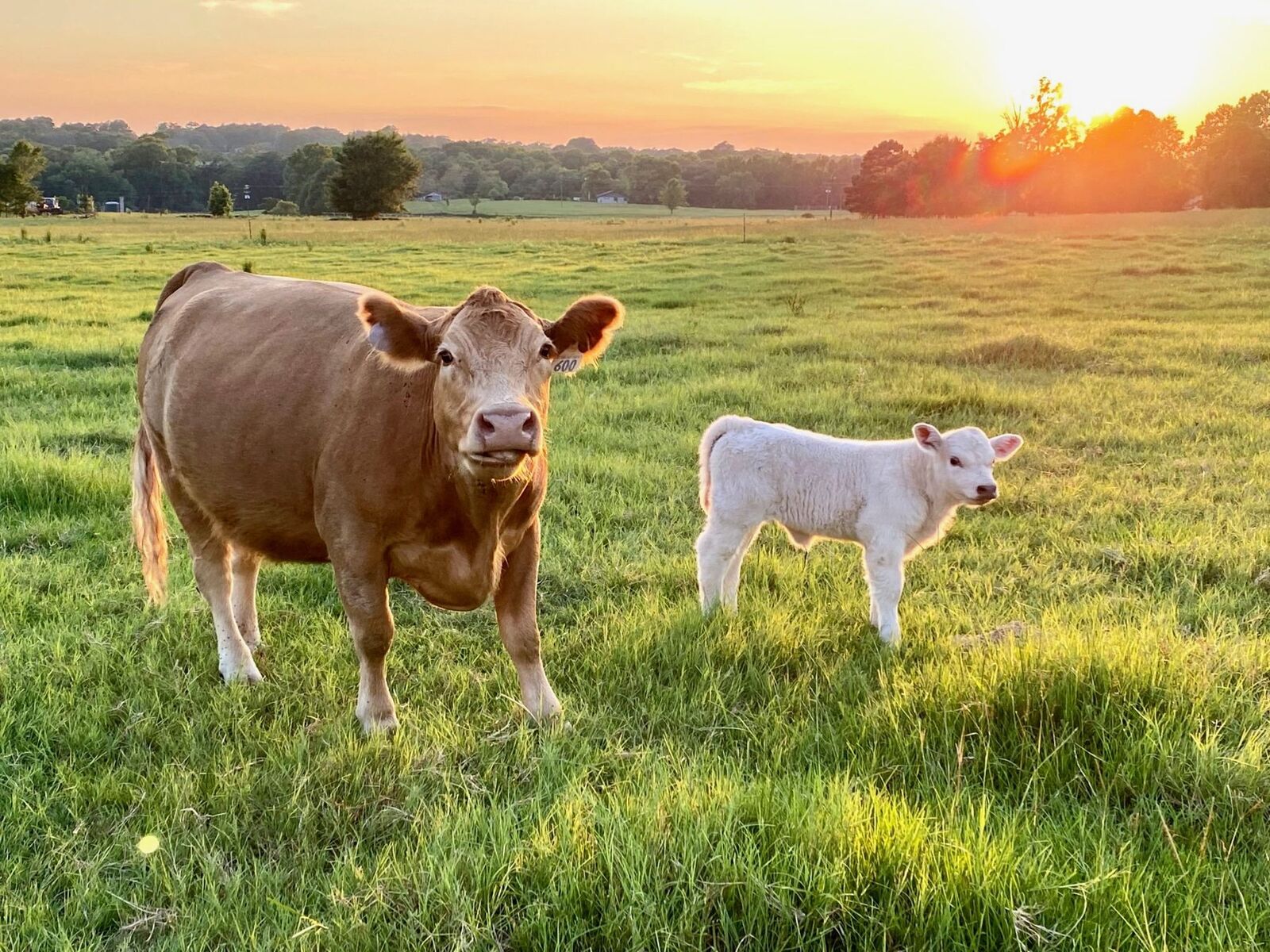 Red cow and her white calf in green pasture at sunset