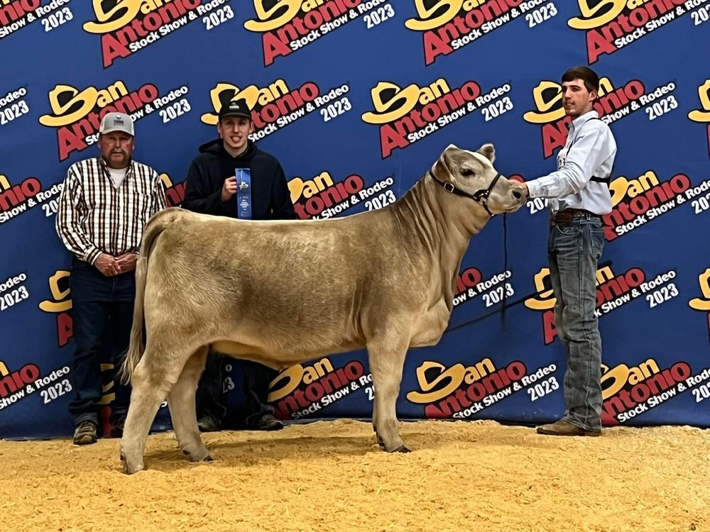 Cream-colored heifer on the backdrop at the San Antonio stock show